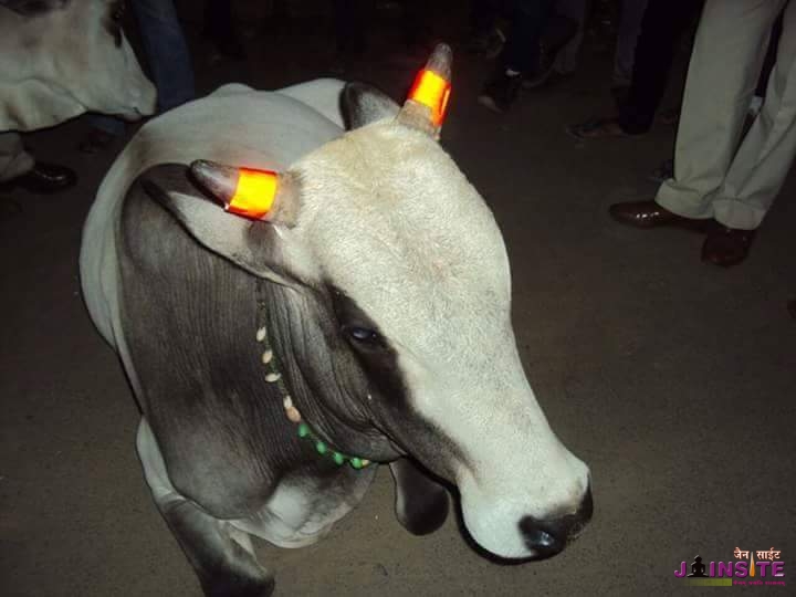 Save cows
